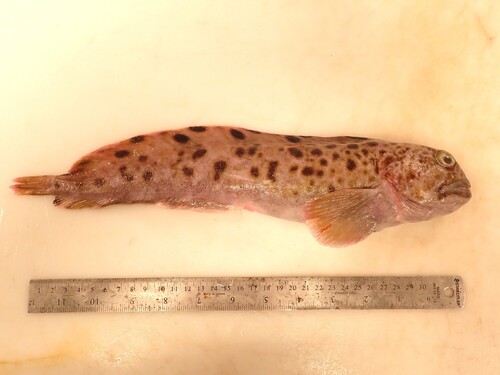 Catfish (Anarhichas minor) — Anarhichadidae