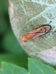 Tetanocera plebeja