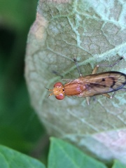 Tetanocera plebeja