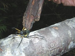 Sadocus polyacanthus