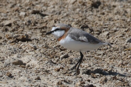 iNaturalist image