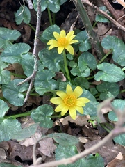 Ficaria verna