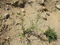 Lepidium africanum