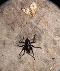 Ecuaneduba aequatorialis