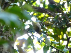 Zosterops simplex