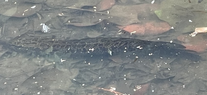 Blotched snakehead (Channa maculata) — Channidae