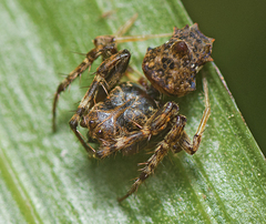 Arkys dilatatus