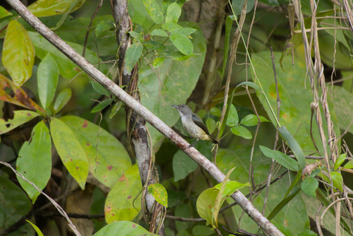 Dicaeum pygmaeum observed 2026-02-25