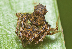Arkys dilatatus