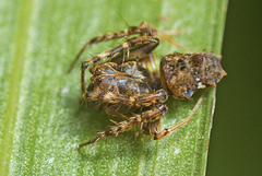 Arkys dilatatus
