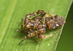 Arkys dilatatus