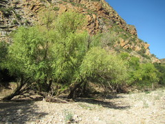 Salix mucronata
