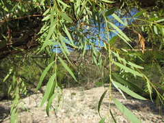 Salix mucronata