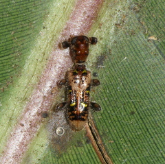 Priocera
