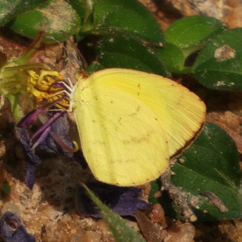 Broad-bordered Grass Yellow