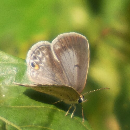Grey Smoky Blue