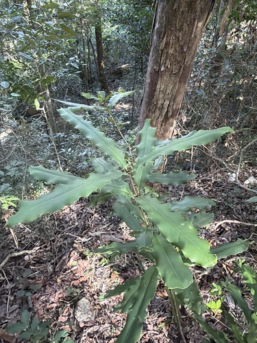 Macadamia