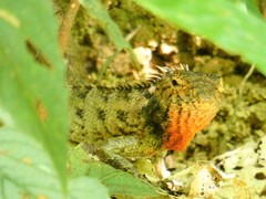 Calotes versicolor