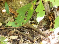 Calotes versicolor