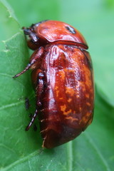 Parastasia