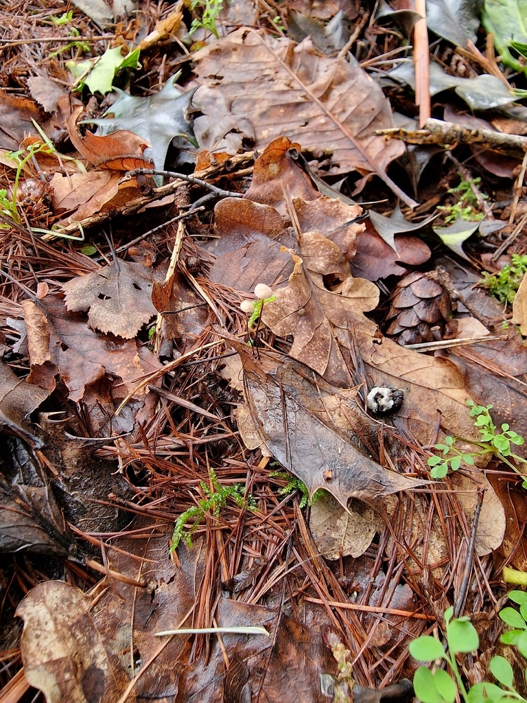 Marasmius hudsonii · February 2026 · photo: © lukas_l (iNaturalist, cc-by)