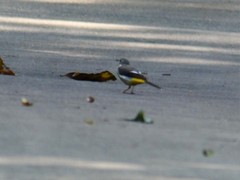 Motacilla cinerea