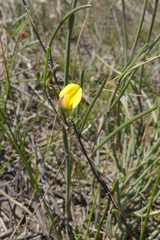 Aspalathus lebeckioides