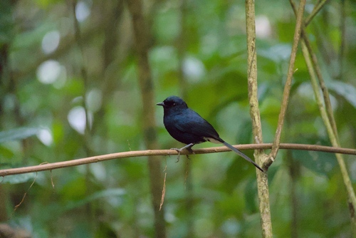 Copsychus niger observed 2026-02-25