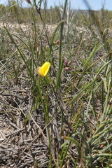 Aspalathus lebeckioides