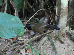 Pterorhinus chinensis monachus