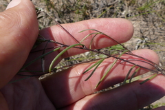 Aspalathus lebeckioides