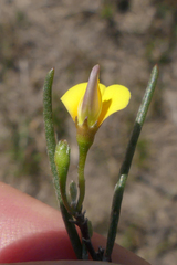 Aspalathus lebeckioides