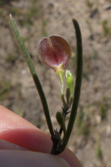 Aspalathus lebeckioides
