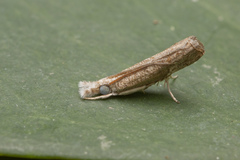 Culladia hastiferalis