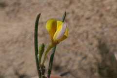 Aspalathus lebeckioides