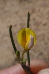 Aspalathus lebeckioides