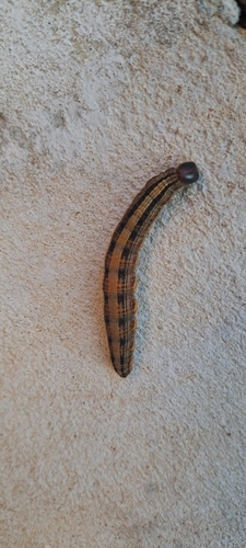 coconut caterpillar