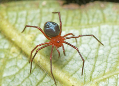 Dimidamus dimidiatus