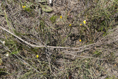 Aspalathus lebeckioides