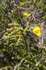 Aspalathus microphylla