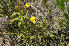 Aspalathus microphylla