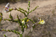 Aspalathus microphylla