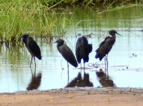 iNaturalist: (c) Corrie du Toit, some rights reserved (CC BY-NC), uploaded by Corrie du Toit iNaturalist image