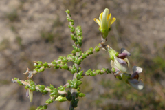 Aspalathus microphylla