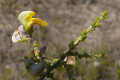 Aspalathus microphylla