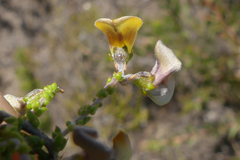 Aspalathus microphylla