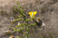 Aspalathus microphylla