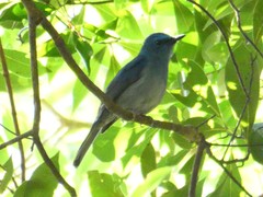 Cyornis unicolor