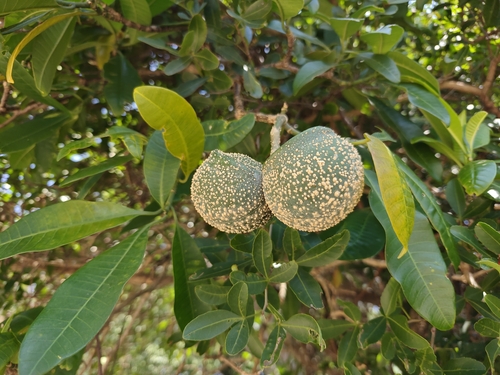 Tabernaemontana elegans (Tabernaemontana elegans)