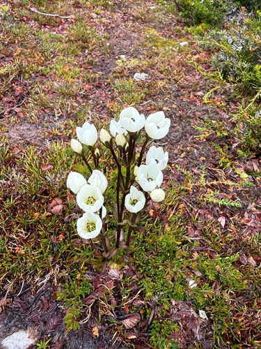 Gentianella diemensis observed 2026-02-14